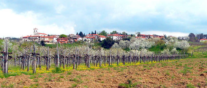 Vipolže